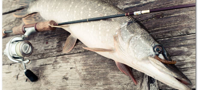 Давление для ловли щуки осенью