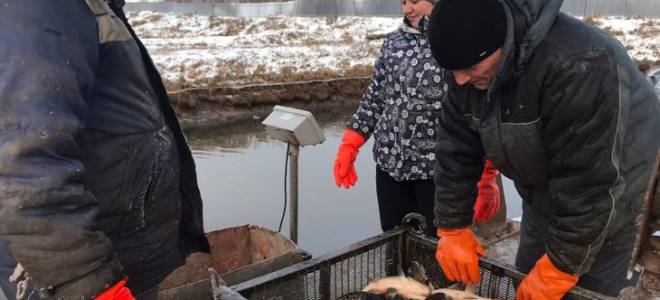 Разведение венгерский карп