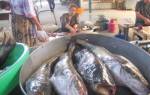 Фото в таджикистане самая большая рыба