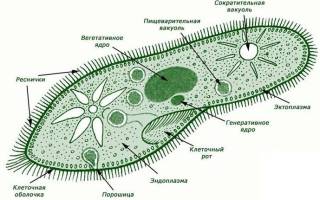 Чешуя щуки образование