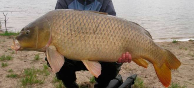 Как сделать большую рыбу