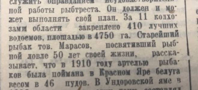 Что представляет собой рыба белуга