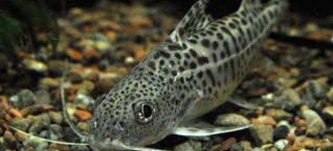 Сколько сом может прожить без кислорода