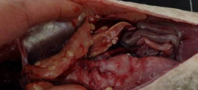 В жареной рыбе черви