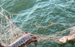 Санкции за ловлю рыбы сетями
