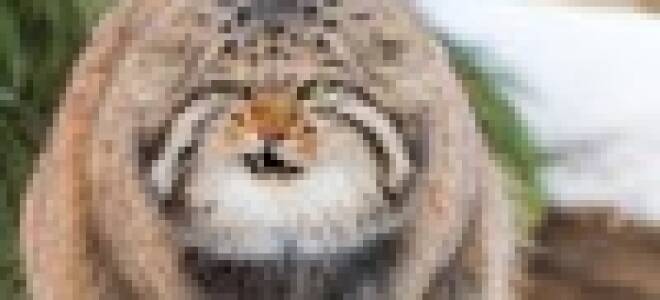 Тигр рыба и собака рыба