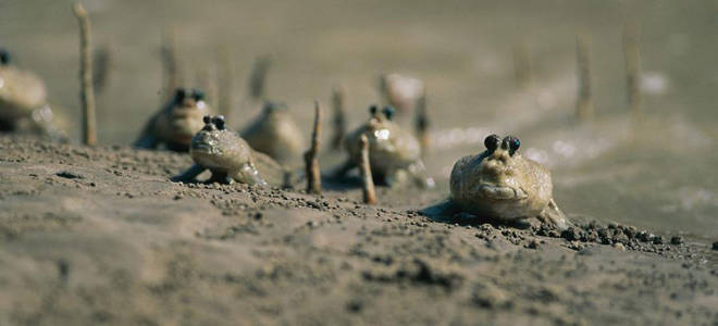 Рыбы живут на деревьях