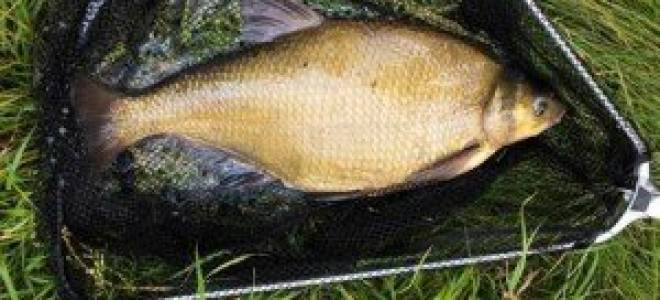 Приманка на леща на волге