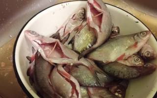 Как посолить жирную рыбу