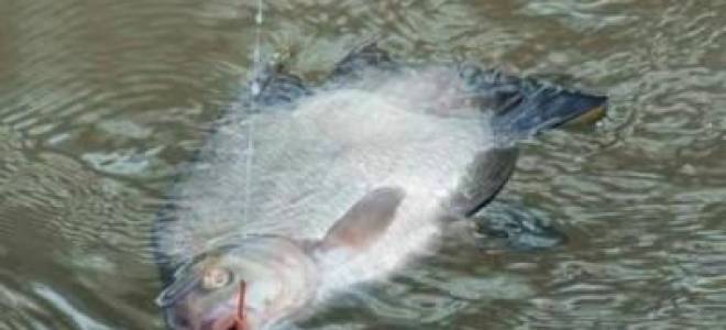 Снасти для осенней рыбалки на реке