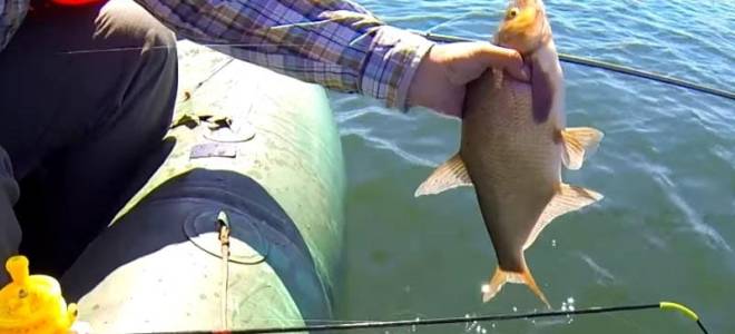 В какую погоду лучше ловить леща осенью