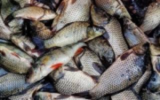 Сроки запрета рыбной ловли в 2017 году