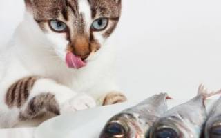Почему кошкам нельзя есть рыбу