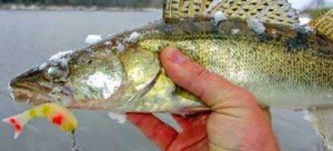 Ловля на джиг осенью ночью