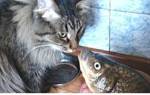 Какую рыбу можно есть котятам