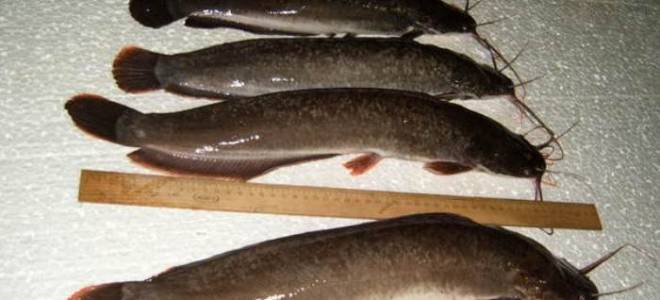 Как разводить сома в домашних условиях видео